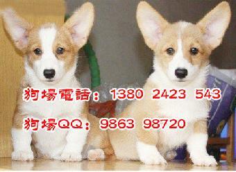 法国科极犬多少钱