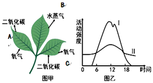 植物能造多少氧气