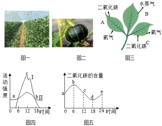 植物能造多少氧气