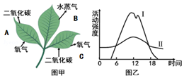 植物能造多少氧气