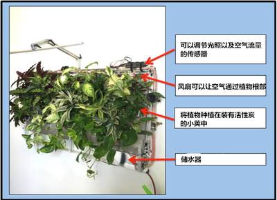 植物能造多少氧气