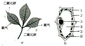 植物能造多少氧气