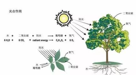 植物能造多少氧气