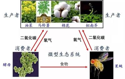 植物能造多少氧气