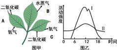 植物能造多少氧气