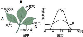 植物能造多少氧气