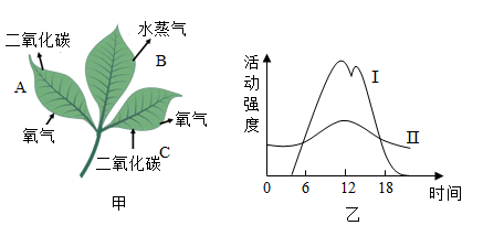 植物能造多少氧气