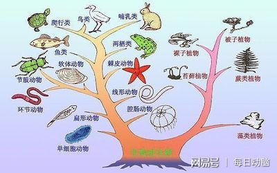 人类占已知生物的多少