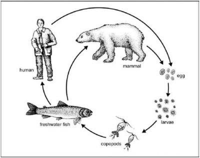 人类占已知生物的多少