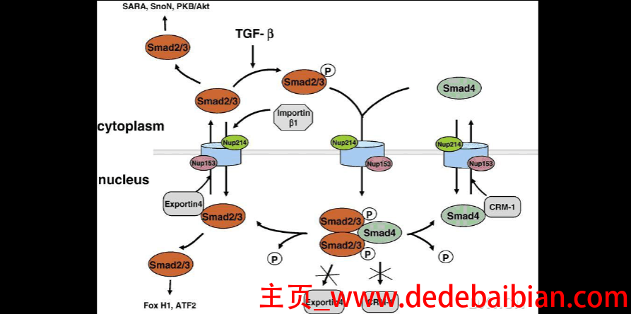 中兴z968换屏多少钱