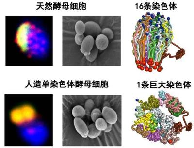 酵母菌有多少条染色体