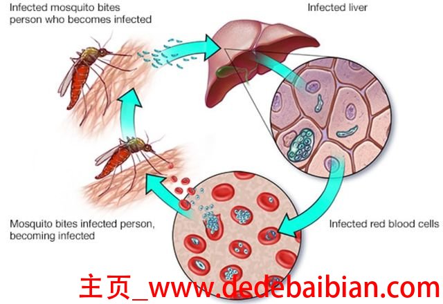 一滴血有多少艾滋病毒